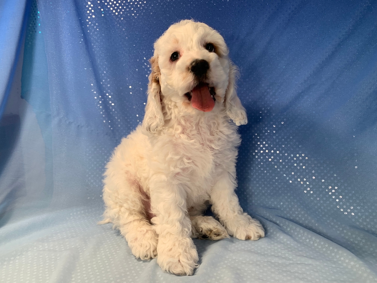 White Male Cockapoo Puppy with a Couple Small Apricot Makings, $1200